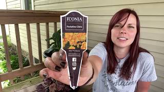 Container Overhaul | Dealing With Aphids | Cutting Back Leggy plants | EverCrest
