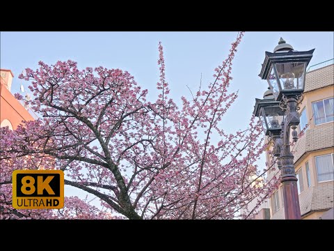 4K 8K Early Blooming Cherry Blossom in Atami, Shizuoka 2023