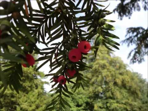 Wild Food : Yew(Taxus baccata)