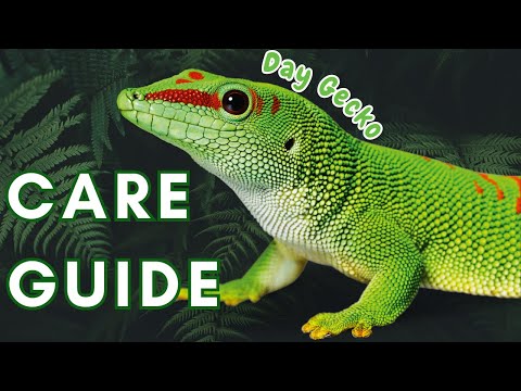 Gekon Madagascar denný veľký (Phelsuma grandis) — sprievodca chovom
