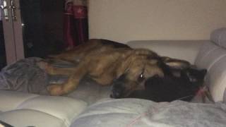 Large GSD chews on a kittens head!!!