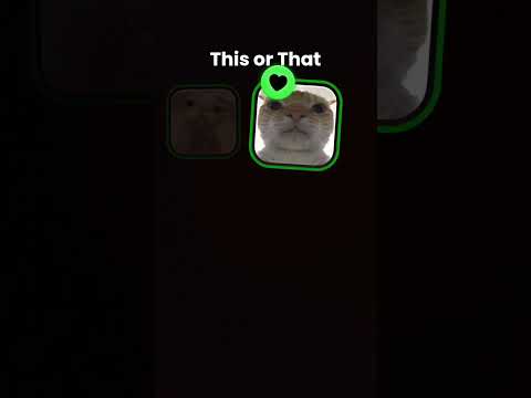 this are that cat 🐈 fillter