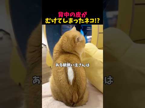 背中の皮膚が剥けてしまったネコ!?