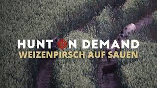 Weizenpirsch auf Sauen in Mecklenburg-Vorpommern 🐗🐗🐗 Teil 3 von  ⁨@jagdkrone⁩
