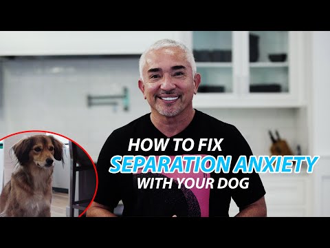 Cesar Explains How To Fix Separation Anxiety With Your Dog