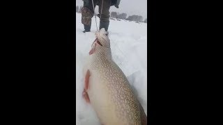 Про рыбалка на щука жерлицы. 25кг