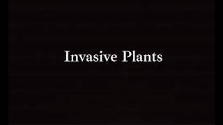 Thumbnail for Invasive Plants in Southcentral Alaska