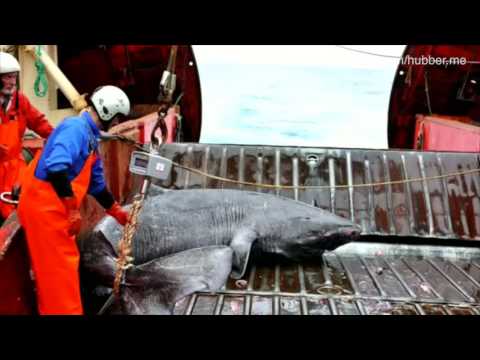 Ganz schön alt, der Hai