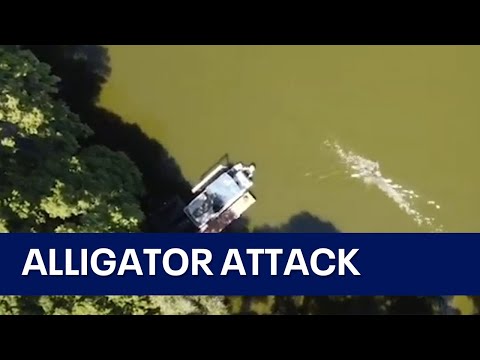 Drone captures moment alligator attacks swimmer in Florida lake