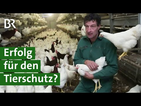 , title : 'Kükentöten Verbot: Geschlechtsbestimmung im Ei oder Bruderhahn Aufzucht | Doku | Unser Land | BR'