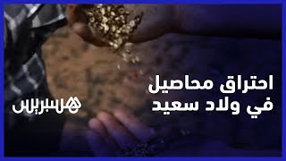 بسبب خلاف عائلي حريق يأتي على 140 هكتار في ولاد سعيد.. فلاحون يطالبون بتقريب الوقاية المدنية thumbnail