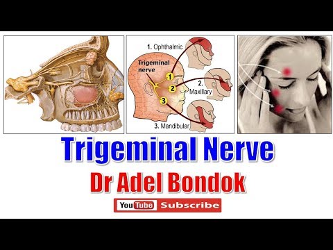 Trigeminal Nerve (Ophthalmic, Maxillary and Mandibular Nerves), Dr Adel Bondok