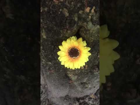 #shorts #flowers #sunflower