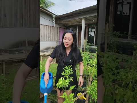 Urip Nang Desa Kudu Sat-Set ( Susi Ngapak Video Humor )