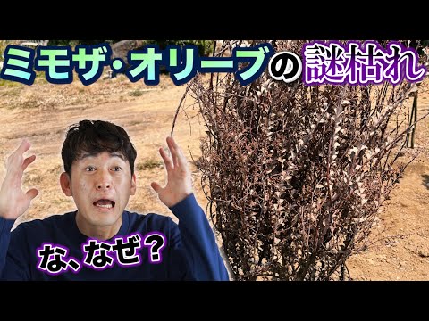 葉を失いかけている枯れたオリーブの木を救う方法をいくつかの簡単なヒントで紹介します。  庭園