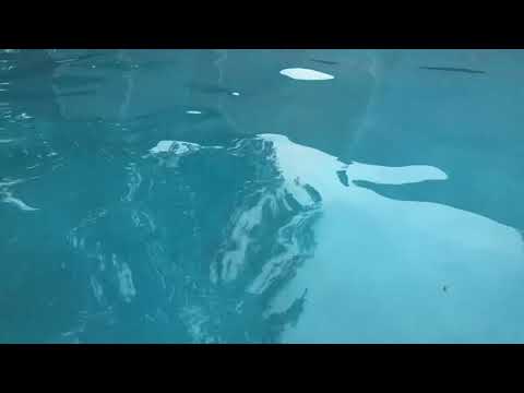 Aquatic Exercise Basics - Standing Hip ER