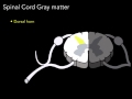 Spinal cord  Gray matter
