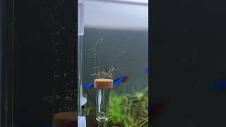 ジャグジー気分 #ミナミヌマエビ #アクアリウム #水槽