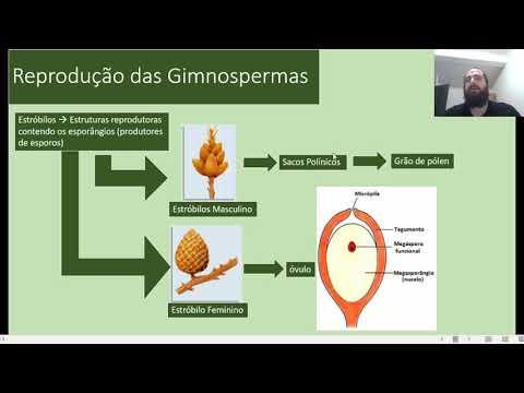 Reprodução das Gimnospermas