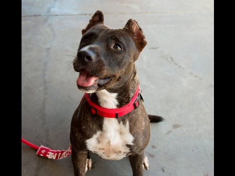 Natasha, an adopted Staffordshire Bull Terrier Mix in Houston, TX_image-1