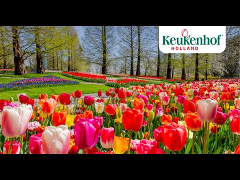 Keukenhof 2021: full in bloom, and different every week. We hope to see you in spring!