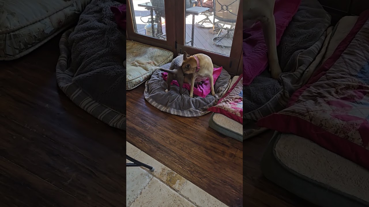 Enlarge Roman, a Adoptable mixed breed in Evergreen, CO video 2/6