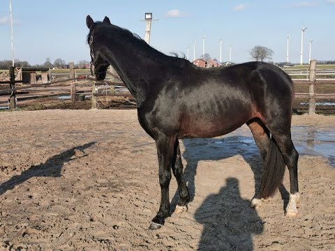 Dublin *2017 von Don Romanov (Don Schufro) - Londonderry