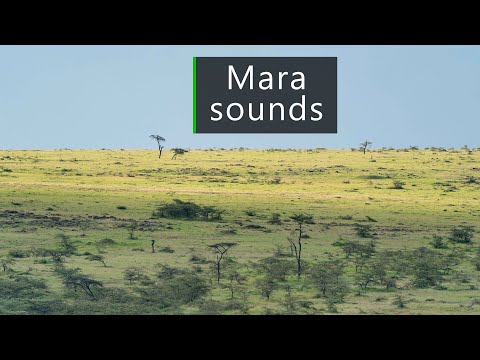 Lions, hyenas and other wildlife calling in the Masai Mara