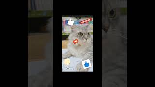 라온이 귀 쫑긋!! #좋아요 #하노이 #고양이 #8살 성묘