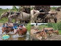 Bullock Bullockcart Working Style In Village Cow Videos Bull Ploughing Video Bull Racing