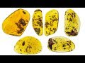 Frogs From Burmese Amber Of The Cretaceous Period Paleontology Of Myanmar