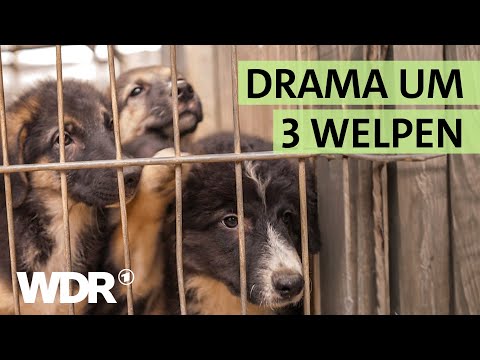 Tierrettung: Hunde aus verwahrloster Wohnung befreit I S03/E04 I Hallo Tierheim I WDR