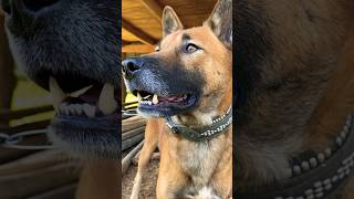 Download lagu #anjing #dogs #dog #lidah #buas #attack #liar #animals #wildboar #hunter #tajam #big #fear #berburu mp3 Download lagu #anjing #dogs #dog #lidah #buas #attack #liar #animals #wildboar #hunter #tajam #big #fear #berburu mp3