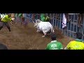 Karur Vellaiyan Mass Jallikattu Whatsapp Status Tamil