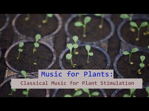 Music for Plants: Classical Music for Plant Stimulation