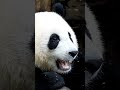 Сколько бамбука едят панды? #бамбук #растения #дерево #природа #панда #животные #факты #шортс