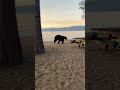 WATCH Man Fights Off Huge Bear With Shovel Shorts