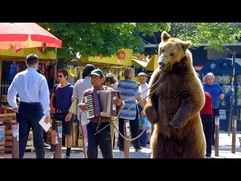 The Last Dance - The Liberation of the Bulgarian Dancing Bears Goscho and Bobby