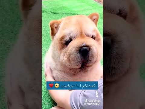 #cutedog #shorts #fypシ #mirunaqueen