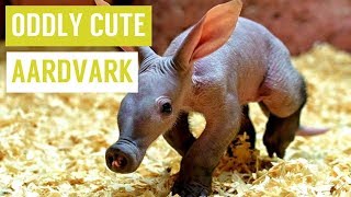 Baby AARDVARK are Oddly Cute Compilation!