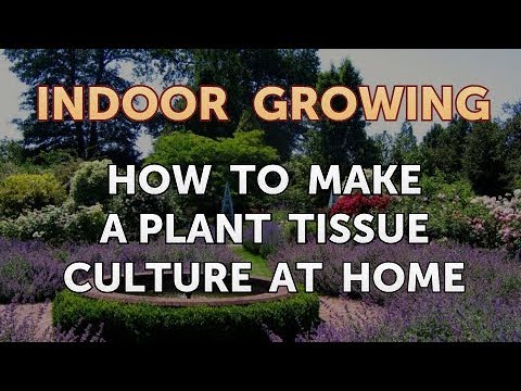 How to Regrow a Broken Aloe Leaf