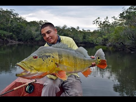 FLY FISHING PEACOCK BASS IN GUAINIA COLOMBIA