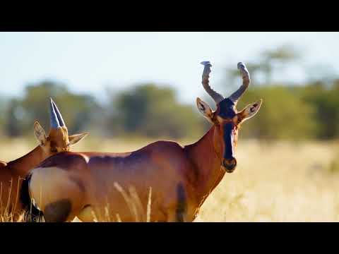13 === Wildlife in Mabuasehube, Botswana