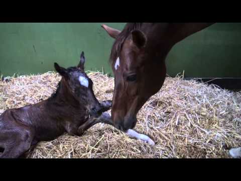 Marefoal by Dante Weltino out of Damon Hill's Dolly A.S.(Damon Hill x Fidermark).