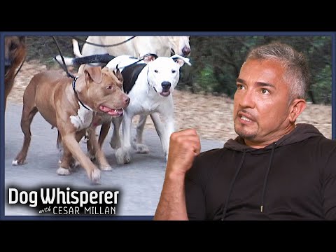 Cesar Millan Faces His HARDEST Pitbull Cases! | Dog Whisperer Marathon