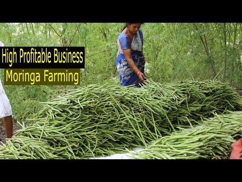 , title : 'How to Start Business Drumstick Farming - How to Grow Moringa - Moringa Cultivation A to Z'