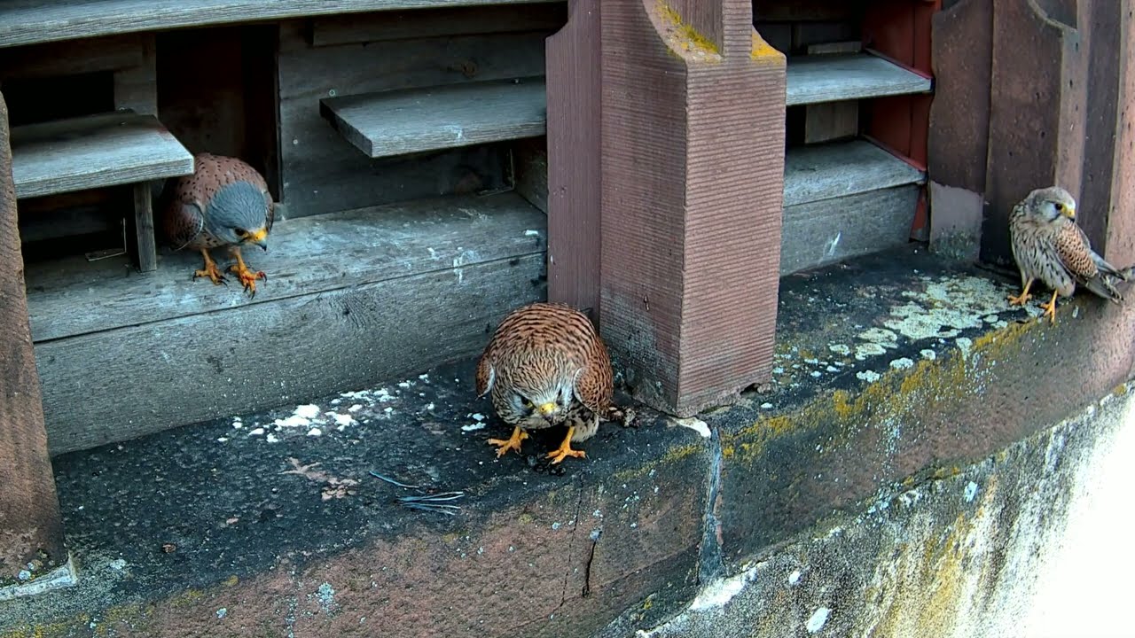 Zweites Weibchen bei den Turmfalken! | 26.03.2026