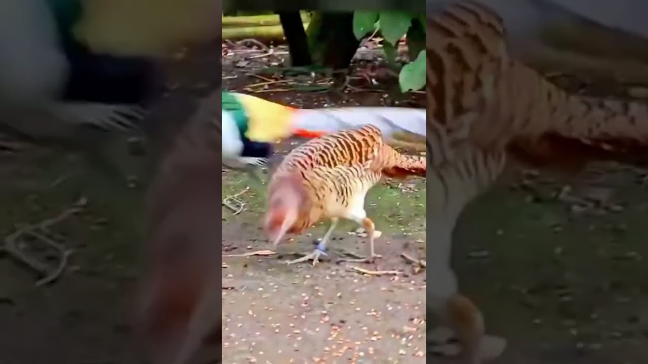 Faisan de Lady Amherst - Male et Femelle