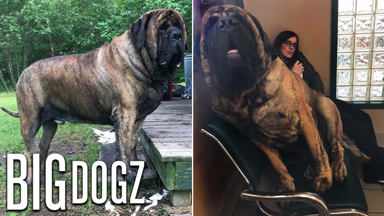 Our GIANT 250lb Mastiff Is Built Like A Wrestler | BIG DOGZ - YouTube