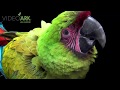 A Critically Endangered IUCN And Federally Endangered Female Great Green Macaw Ara Ambiguus